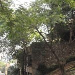 Casa - Paineiras do Morumbi - código 2081 - foto 14